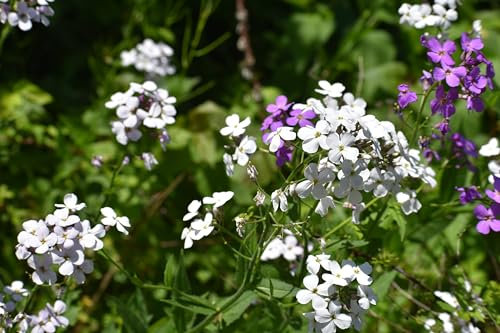 Just Seed Herb - Sweet Rocket - Hesperis matronalis - 100 Seeds
