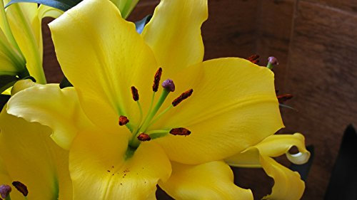 GARTHWAITE NURSERIES® : - 6 Belladonna Oriental Trumpet Lily Giant (Tree-Like Lily) Garden Summer Perennial