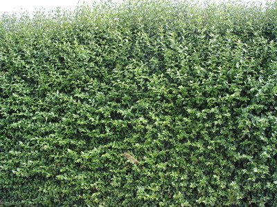 F&G Supplies 10 Green Privet Hedging Ligustrum Plants Hedge 40-60cm,Quick Growing Evergreen, Bare Root