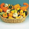 Just Seed Ornamental Gourd - Improved Small Fruited Mix - 10 Seeds