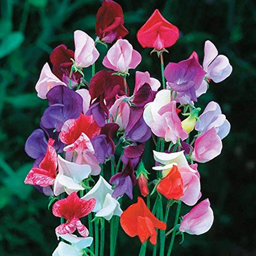 Sweet Pea 'Heirloom Mixed' Seeds Lathyrus odoratus Hardy Annual Flower Garden Plants Sweet Pea 'Heirloom Mixed' 1 Packet 20 Seeds by Thompson and Morgan