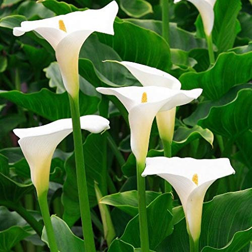 1 bulbo di calla zantedeschia aethiopica bianca kapiteyn