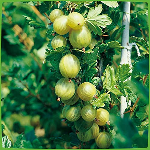 Stachelbeere 'Invicta®' (im Container) - Busch