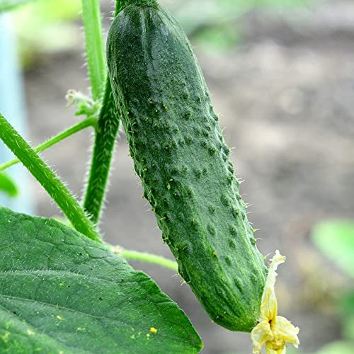 Suttons Seeds Cucumber Bush Champion Seeds Average Packet Content 8 Seeds Per Packet by Suttons