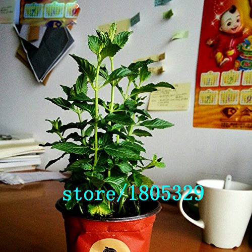 200 PCS menta verde menta semillas comestibles flor de la planta de menta Semillas Vegetable Seeds tiene efectos radioprotectores