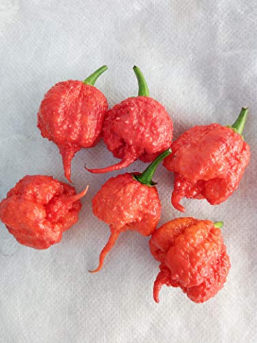 GRAINES DE PIMENT-CAROLINA REAPER HP22B