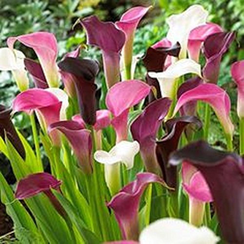 3 ZANTEDESCHIA - CALLA LILY -PINK-WHITE -PURPLE-SUMMER FLOWERING BULBS-SIZE XL 22+