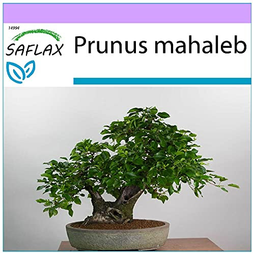 SAFLAX - Cerisier de Sainte-Lucie - 30 graines - Prunus mahaleb