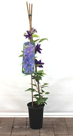 Clematis Kletterpflanzen 40-100cm topfgewachsen, verschiedene Sorten/Farben (80-100, Blau)