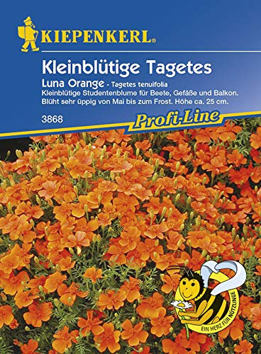 Kiepenkerl 3868 Kleinblütige Tagetes Luna Orange (Tagetessamen)