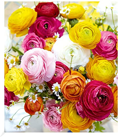 BALDUR Garten Gefüllte Ranunkeln,10 Stück Blumenzwiebeln Ranunculus asiaticus, winterhart, Wasserbedarf gering, blühend, Schnittblume, Frühjahrsblüher