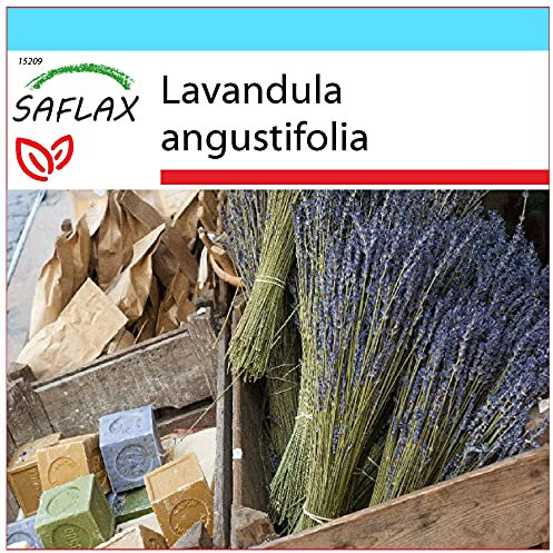 SAFLAX - Kit cadeau - Lavande vraie - 150 graines - Lavandula angustifolia
