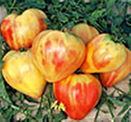 Heritage Heirloom Huge Orange Russian Striped Bull's Heart OX Beefsteak Tomato Seeds. Certified French Organic Grower