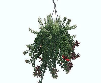 Aeschynanthus Twister House Plant in a 15cm Hanging Pot Lipstick Plant