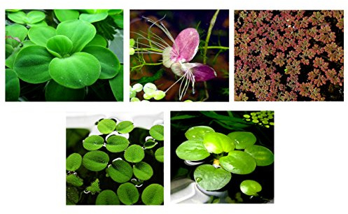 30 Surface/Floating Live Aquarium (Pond) Plants / 5 Different Kinds - Water Lettuce, Amazon Frogbit, Fairy Moss, Giant Duckweed, Water Spangles!