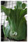 Platycerium wandae - cuerno de ciervo gigante helecho - 10 semillas