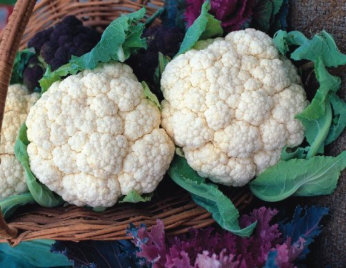 Just Seed - Vegetable - Cauliflower - Snowball - 50 Seed - Economy Pack