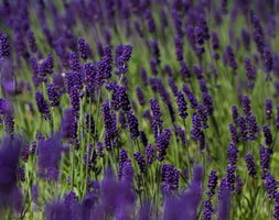 lavender (Lavandula angustifolia Hidcote)
