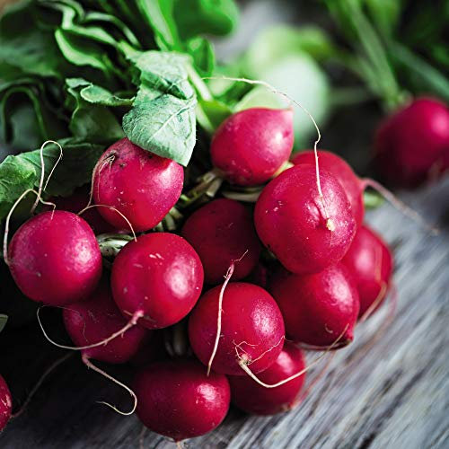Thompson & Morgan - Vegetables - Radish Cherry Belle - 500 Seed
