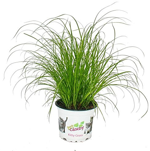 Herbe à chat - Cyperus alternifolius - 3 plantes - pour le soutien digestif des chats