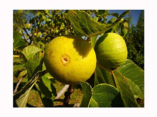 Fig Tree FICUS CARICA 'Pedro' - Yellow Skin - Creamy Flesh, Droplet Shaped fruited Variety, Very Cold Tolerant, Architectural Plant and Tasty Fruit Grow Your OWN FIG Mediterranean Fruit, 10-15cm