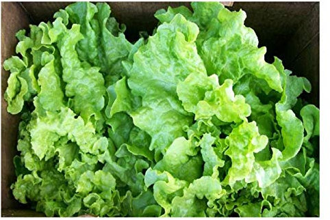 PREMIER SEEDS DIRECT - Lettuce Seeds - Black SEEDED Simpson - 2000 Seeds - Organic/BIO