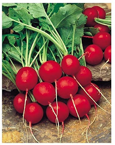 PREMIER SEEDS DIRECT Radish SAXA 2-750 Seeds (Organic)