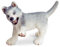 Schleich - 16373 Husky Welpe