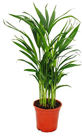 Exotenherz - Goldfruchtpalme, Areca lutescens, ca. 50-60cm, Zimmerpalme, 17cm Topf
