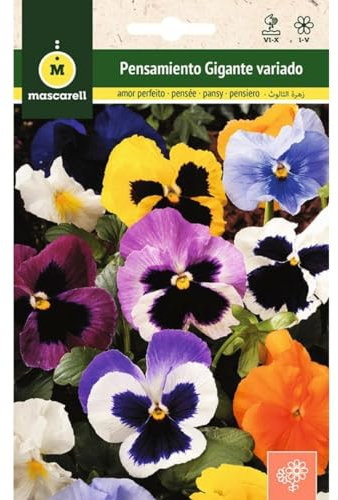 Mascarell Semillas, PENSAMIENTO GIGANTE VARIADO, Semillas Pensamiento Flores Exterior para Decoración, Plantas de Exterior, Pensamientos Planta Colores Variados, 0,25 Gramos