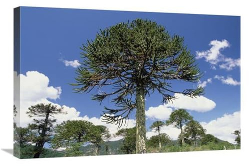 20 x 30 in. Monkey Puzzle Tree in Landscape, Conguillio National Park, Chile Art Print - Gerry Ellis