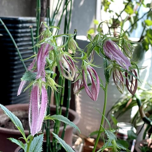 Semillas de campanilla - Campanula Medium,de interior,para plantar resistentes para exterior,semillas de y en maceta.250pcs