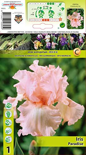 Iriszwiebeln : Iris germanica Bartiris  Paradise 1 Rhizome