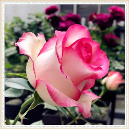 Hybrid-Rosenpflanzen winterharte mehrjährige Strauchrose – geeignet für den Anbau im Garten – einfach zu züchten-1knollen-H