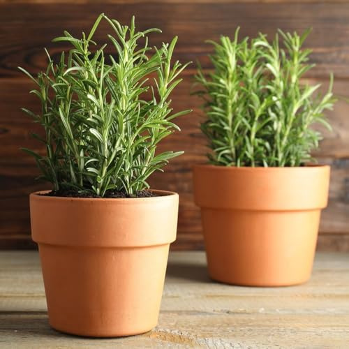 semillas de romero orgánicas - raras balcón jardín exterior resistentes interior 550pcs