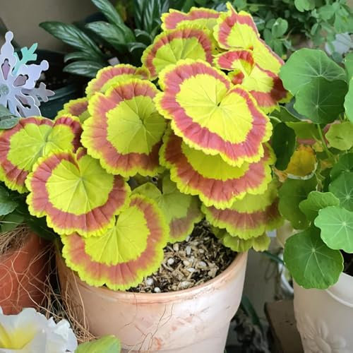 winterharte geranien samen hängend - seltene pflanzen, wohnzimmer deko pelargonium samen, blumensamen mehrjährig winterhart, balkonpflanzen winterhart kräuterpflanzen, blumen für 40pcs