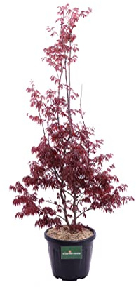 Pianta di Acero Palmato diverse varietà pianta ornamentale da esterno pianta vera di Acero da giardino venduta da eGarden.store (Atropurpureum v.35 cm)