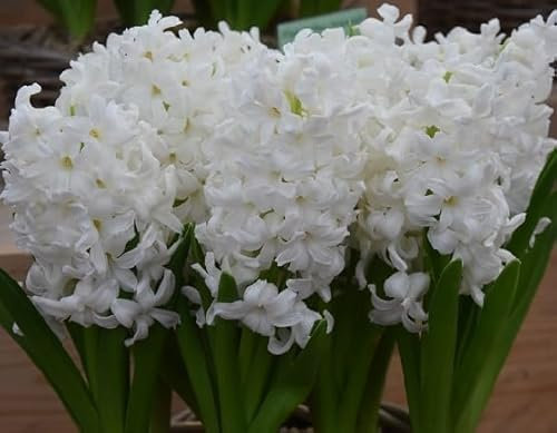 100 graines de fleurs de jacinthe blanches