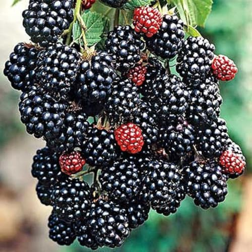 Pack 4 Thornless Everbearing BlackBerry Plants Live for Growing, High-Yield BlackBerry - Chester BlackBerry