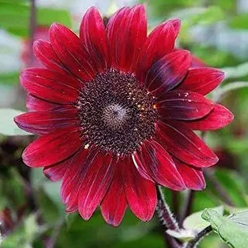 Luojuny Sonnenblumensamen, 100 Stück Pflanzensamen, duftende, gentechnikfreie, natürliche Mini-Sonnenblumensamen, Gartenbedarf Purpurrot