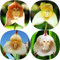 200 Stücke Affen Orchidee Samen, Affengesicht Orchidee Pflanze, deko blumen, seltene pflanzen (Dracula simia) orchideen echte pflanzen, winterharte pflanzen für garten winterharte