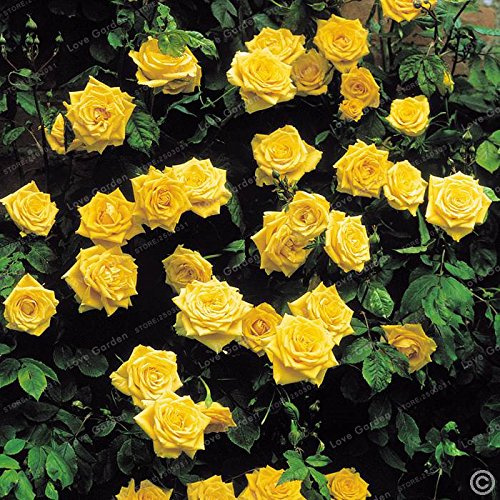 Mélange de graines de rosier grimpant, plante vivace rose, semis à faire soi-même, maison, jardin, vase d'Ottyard, graines de rosiers grimpants