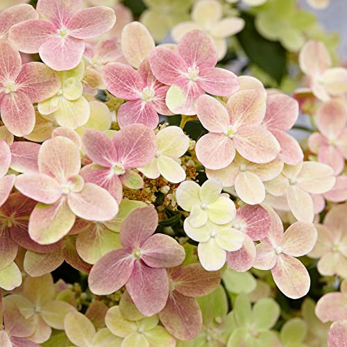 Hydrangea paniculata Polestar | Deciduous Flowering Compact Outdoor Garden Shrub Plant (20-30cm Incl. Pot)