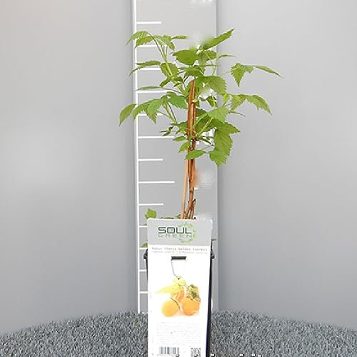 SAVINI VIVAI Spätgelbe Himbeerpflanze, Golden Everest Beerenpflanzen, Baum im Topf, 11 x 11 cm, Höhe 50 cm, hergestellt in Italien