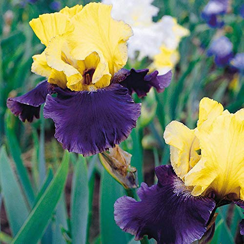 5 Pezzi Iris Bulb Iris barbuto Miscela abbastanza fiorita Perenne non transgenica:Semi