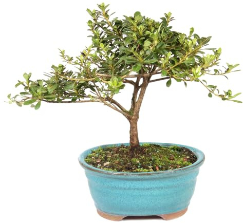 Brussel's Bonsai - Live Satsuki Azalea Flowering Bonsai Tree in Ceramic Bonsai Pot, Outdoor Bonsai Tree Live Plant, 5 Years Old, 5-8 Inches Tall, Easy Care Plant for Patio Garden (Small)