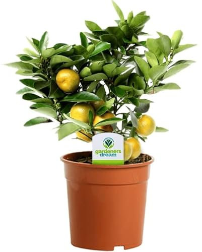 Naranjo de Interior Natural Árbol Frutal - Citrofortunella Microcarpa -