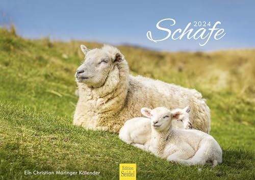 Edition Seidel Premium Kalender Schafe 2024 Format DIN A3 Wandkalender Tierkalender Schaf Lamm Bock Haustiere Christian Müringer