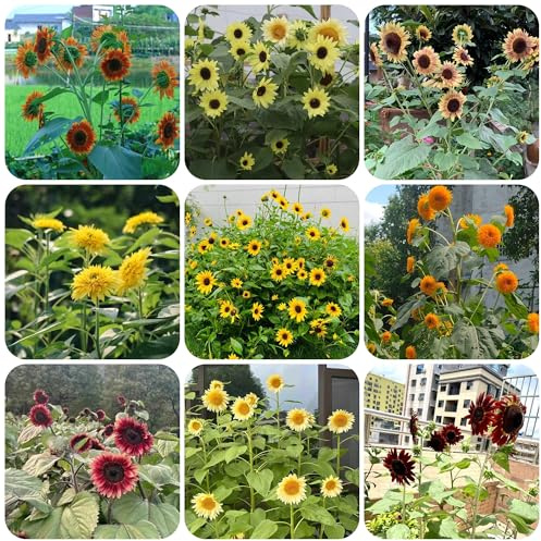 semillas de girasol, girasoles, jardín, comprar de girasol cubierta perenne resistente para el de jardín de rocas 60pcs