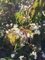 Sieben-Söhne-des-Himmels-Strauch 40-60 cm Strauch für Sonne-Halbschatten Zierstrauch weiß blühend Gartenpflanze winterhart 1 Pflanze im Topf